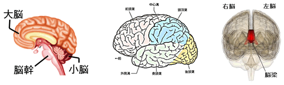 出典：脳に関する情報　ウイキペディア