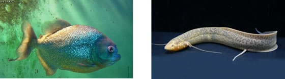 出典：　左：ピラニア　右：肺魚　Yahoo USA Wikipedia