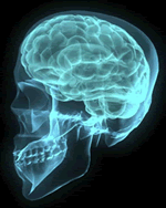 出典：脳のイメージ図 seriousaccidents.com