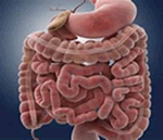 出典：人間の胃腸
intestine&fr=uh3_news_web_gs#id