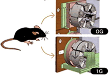微小重力（マイクロG）と、（人工的につくりだした1G）2つの重力環境でのマウスの飼育