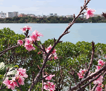 寒緋桜